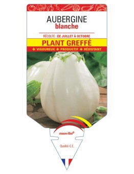 AUBERGINE BLANCHE PLANT GREFFÉ
