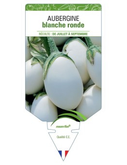 AUBERGINE BLANCHE RONDE