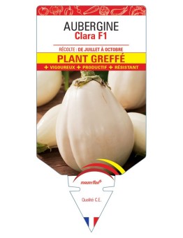 AUBERGINE CLARA F1 PLANT GREFFÉ