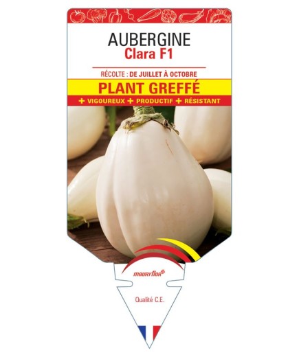 AUBERGINE CLARA F1 PLANT GREFFÉ