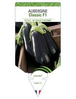 AUBERGINE CLASSIC F1