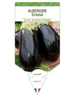 AUBERGINE CRISTAL