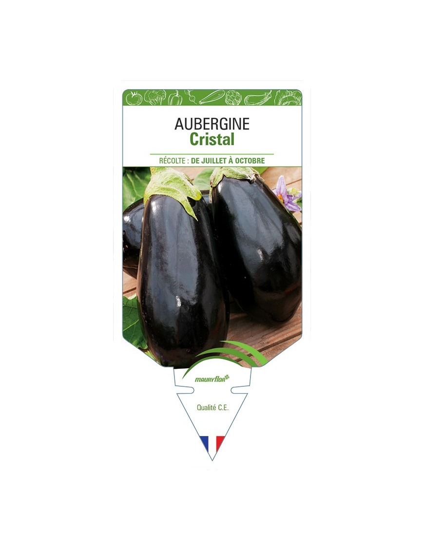 AUBERGINE CRISTAL