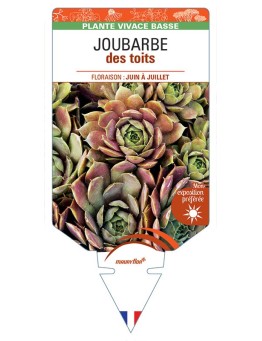 SEMPERVIVUM TECTORUM voir JOUBARBE des toits *