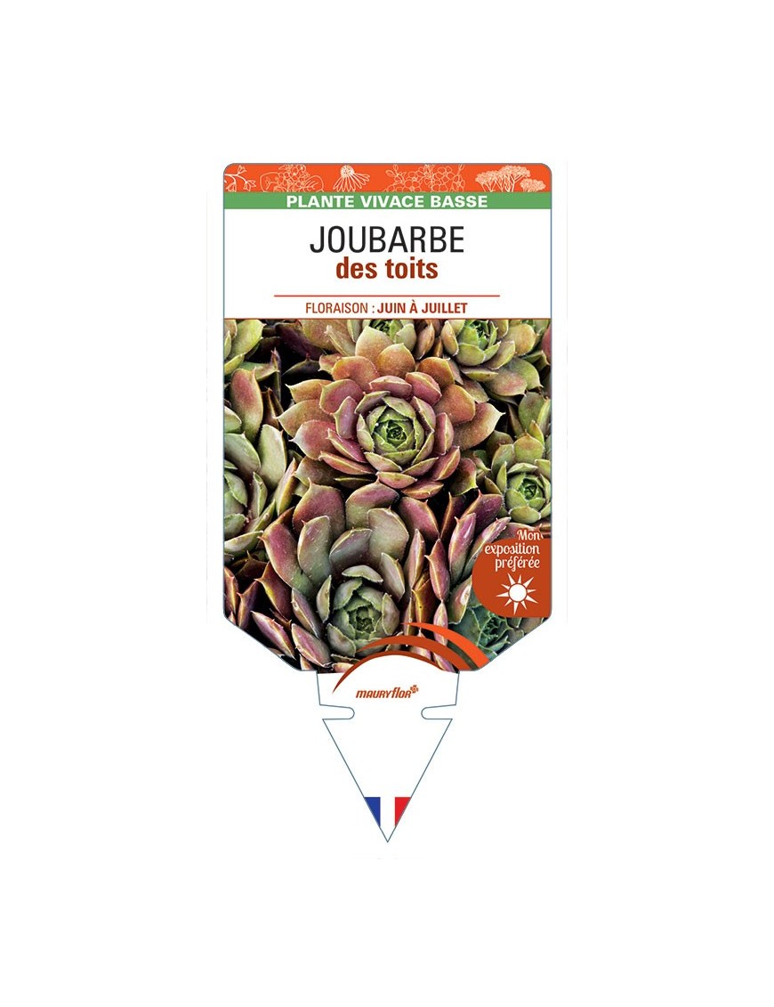 SEMPERVIVUM TECTORUM voir JOUBARBE des toits *