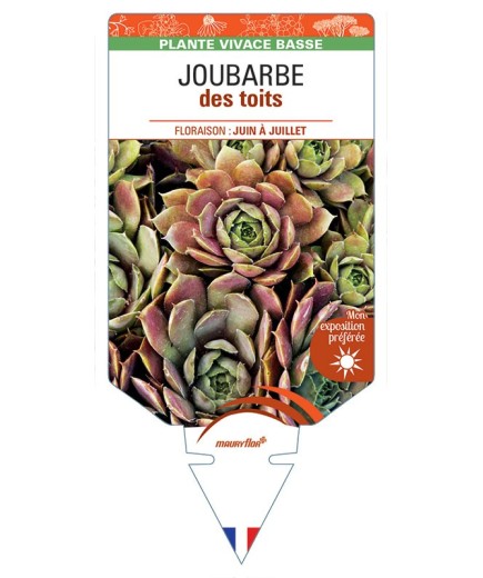 SEMPERVIVUM TECTORUM voir JOUBARBE des toits *