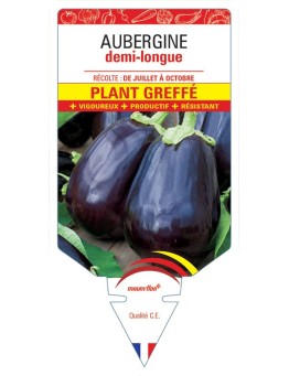 AUBERGINE DEMI-LONGUE PLANT GREFFÉ