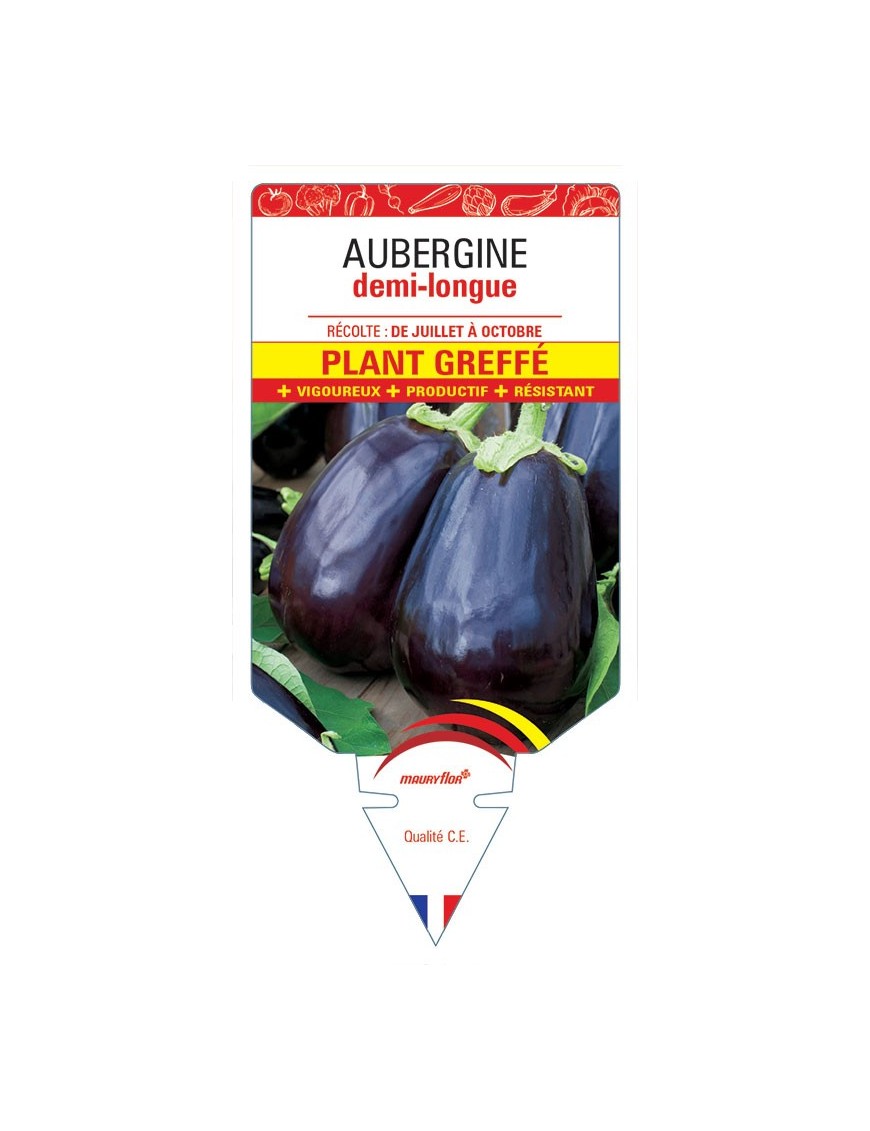 AUBERGINE DEMI-LONGUE PLANT GREFFÉ