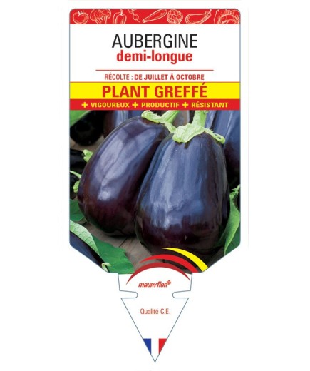 AUBERGINE DEMI-LONGUE PLANT GREFFÉ