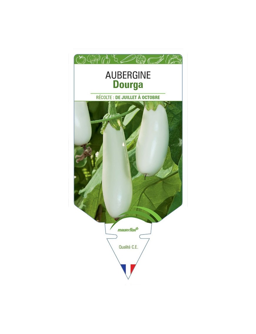 AUBERGINE DOURGA