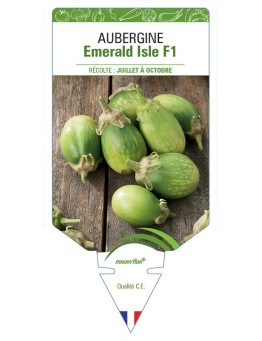 AUBERGINE EMERALD ISLE F1