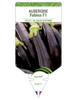 AUBERGINE FABINA F1