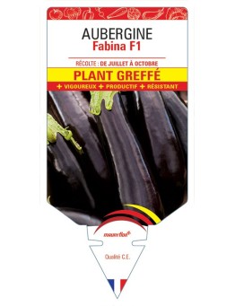 AUBERGINE FABINA F1 PLANT GREFFÉ