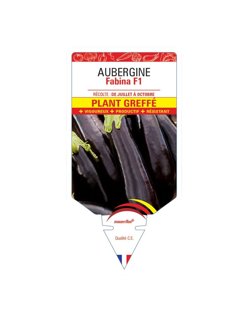 AUBERGINE FABINA F1 PLANT GREFFÉ