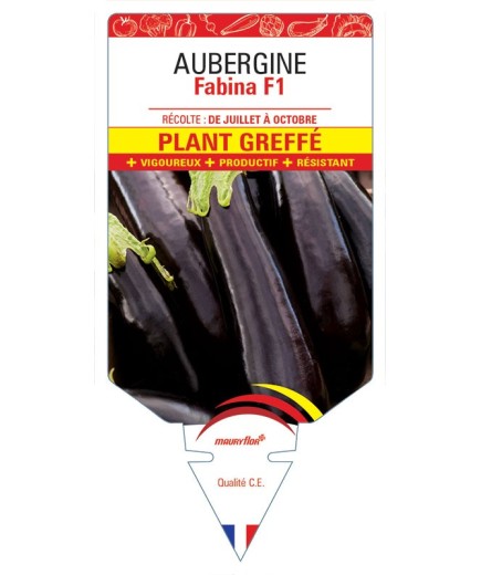 AUBERGINE FABINA F1 PLANT GREFFÉ