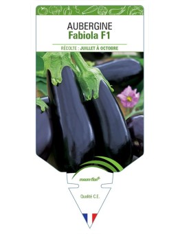 AUBERGINE FABIOLA F1