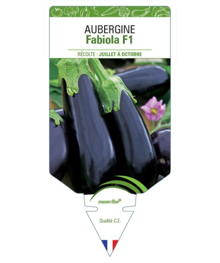 AUBERGINE FABIOLA F1