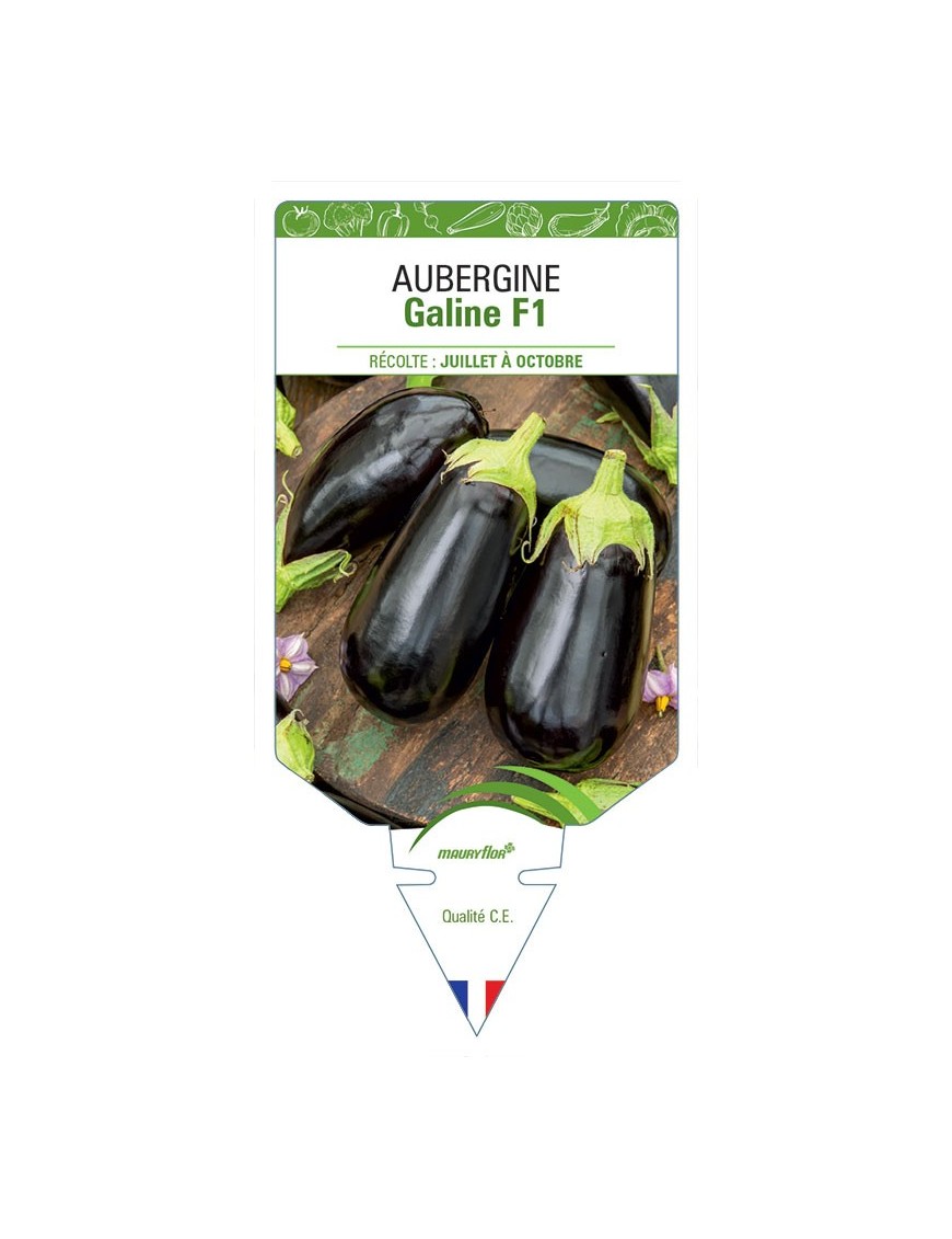 AUBERGINE GALINE F1