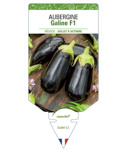 AUBERGINE GALINE F1