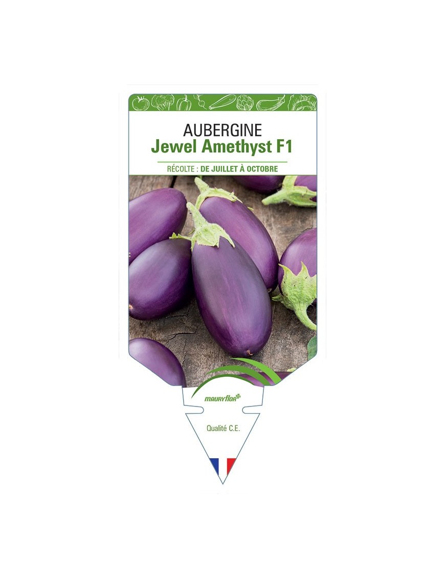 AUBERGINE JEWEL AMETHYSTH F1