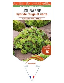 SEMPERVIVUM Commander Hay voir JOUBARBE hybride rouge et verte *