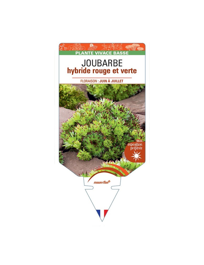 SEMPERVIVUM Commander Hay voir JOUBARBE hybride rouge et verte *
