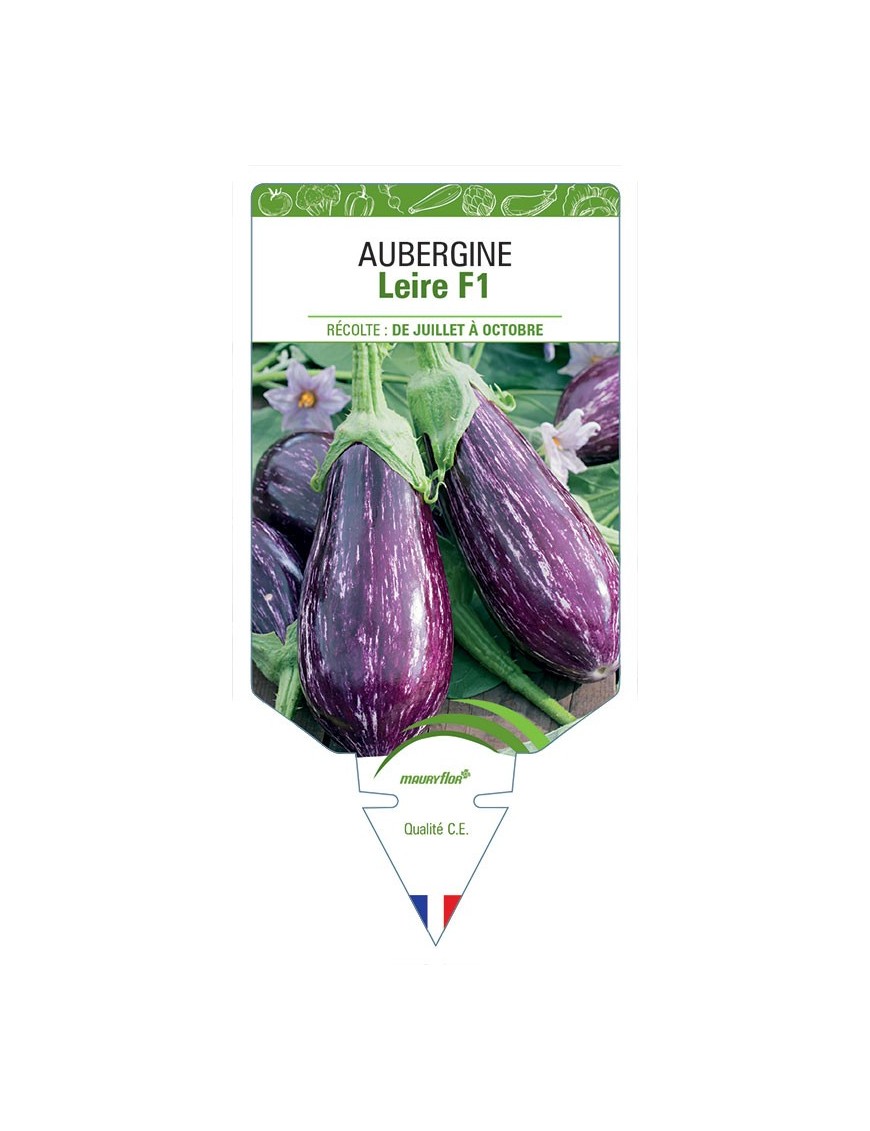 AUBERGINE LEIRE F1