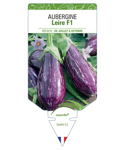 AUBERGINE LEIRE F1