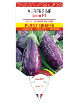 AUBERGINE LEIRE F1 PLANT GREFFÉ