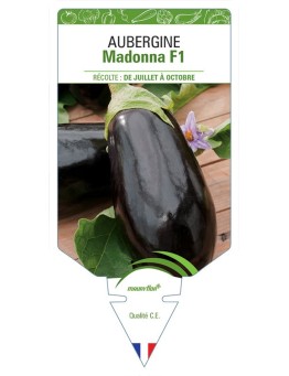 AUBERGINE MADONNA F1