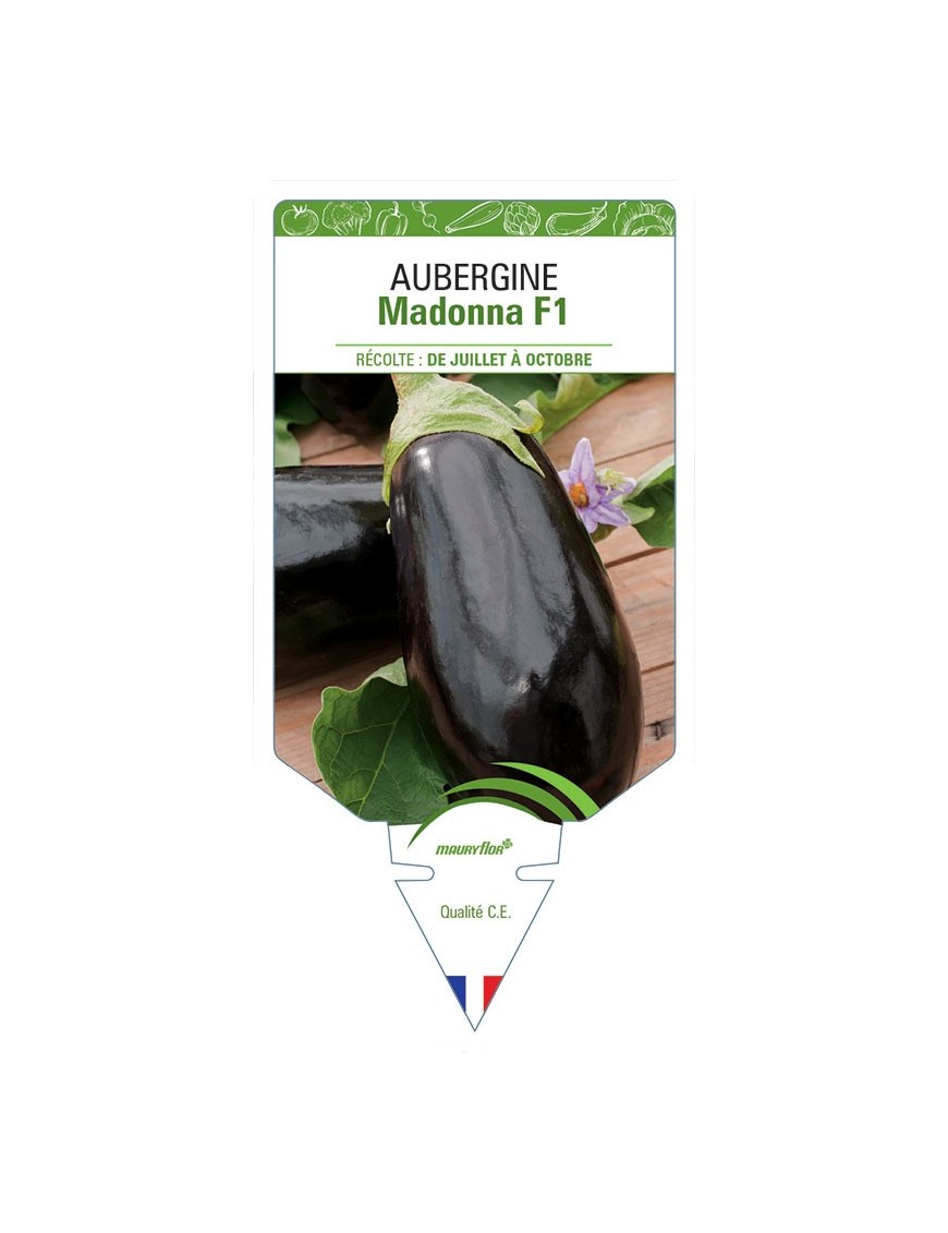 AUBERGINE MADONNA F1