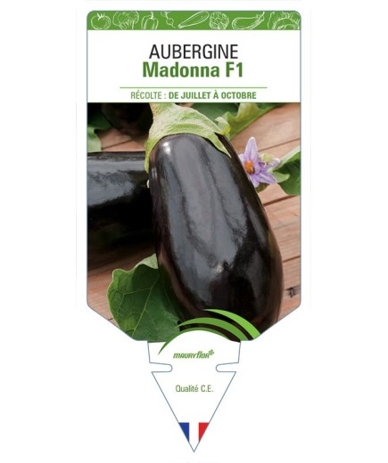 AUBERGINE MADONNA F1