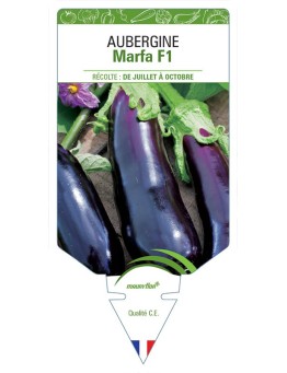 AUBERGINE MARFA F1