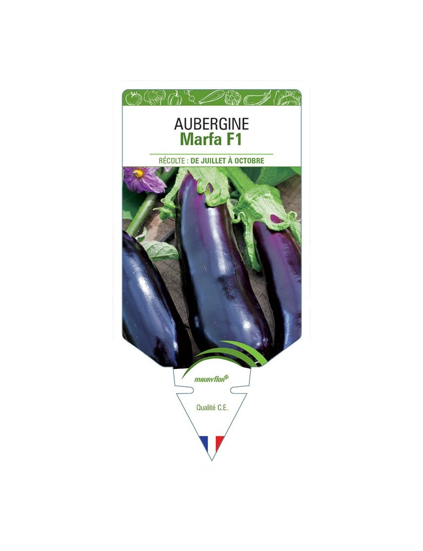 AUBERGINE MARFA F1