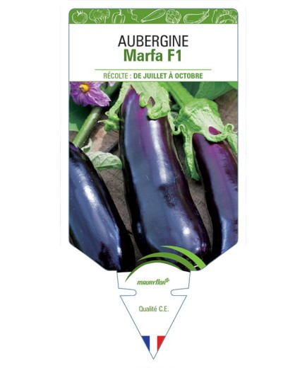 AUBERGINE MARFA F1