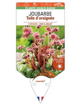 SEMPERVIVUM arachnoideum voir JOUBARBE Toile d’araignée *