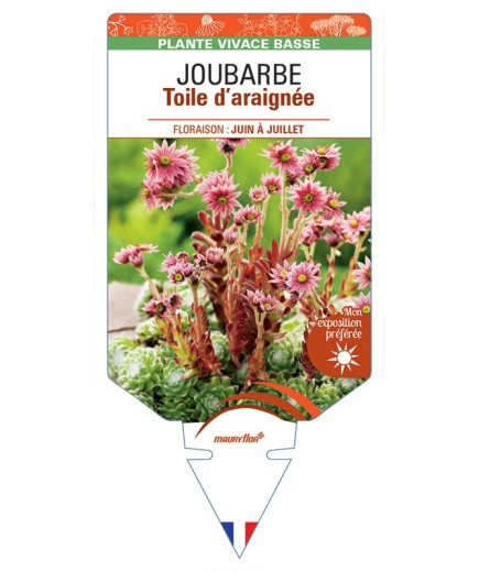 SEMPERVIVUM arachnoideum voir JOUBARBE Toile d’araignée *