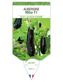 AUBERGINE MILAR F1