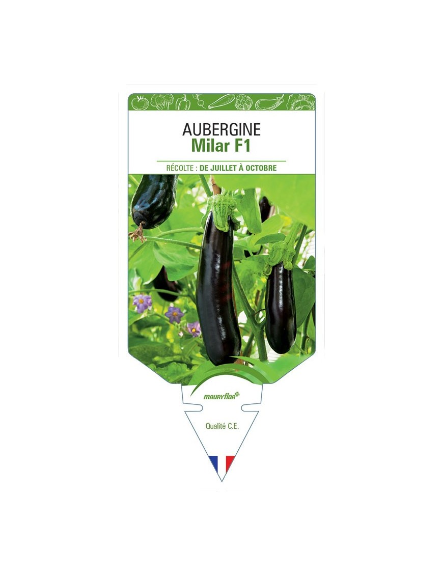 AUBERGINE MILAR F1