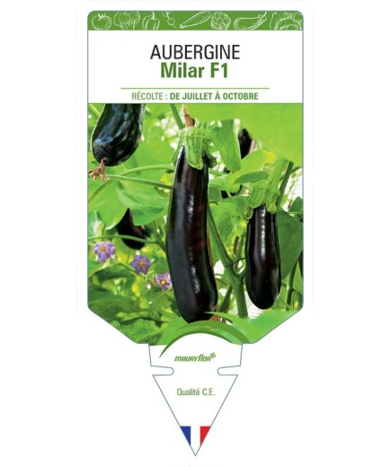 AUBERGINE MILAR F1