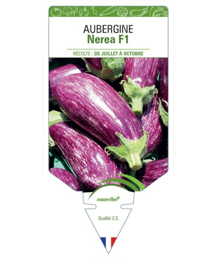 AUBERGINE NEREA F1