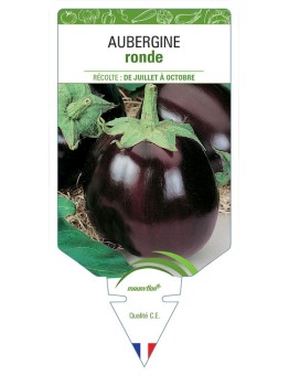 AUBERGINE RONDE