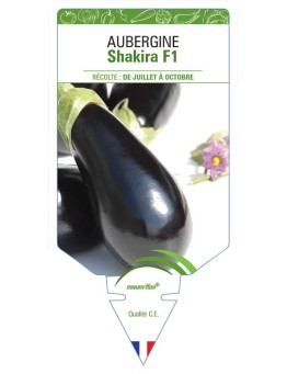 AUBERGINE SHAKIRA F1