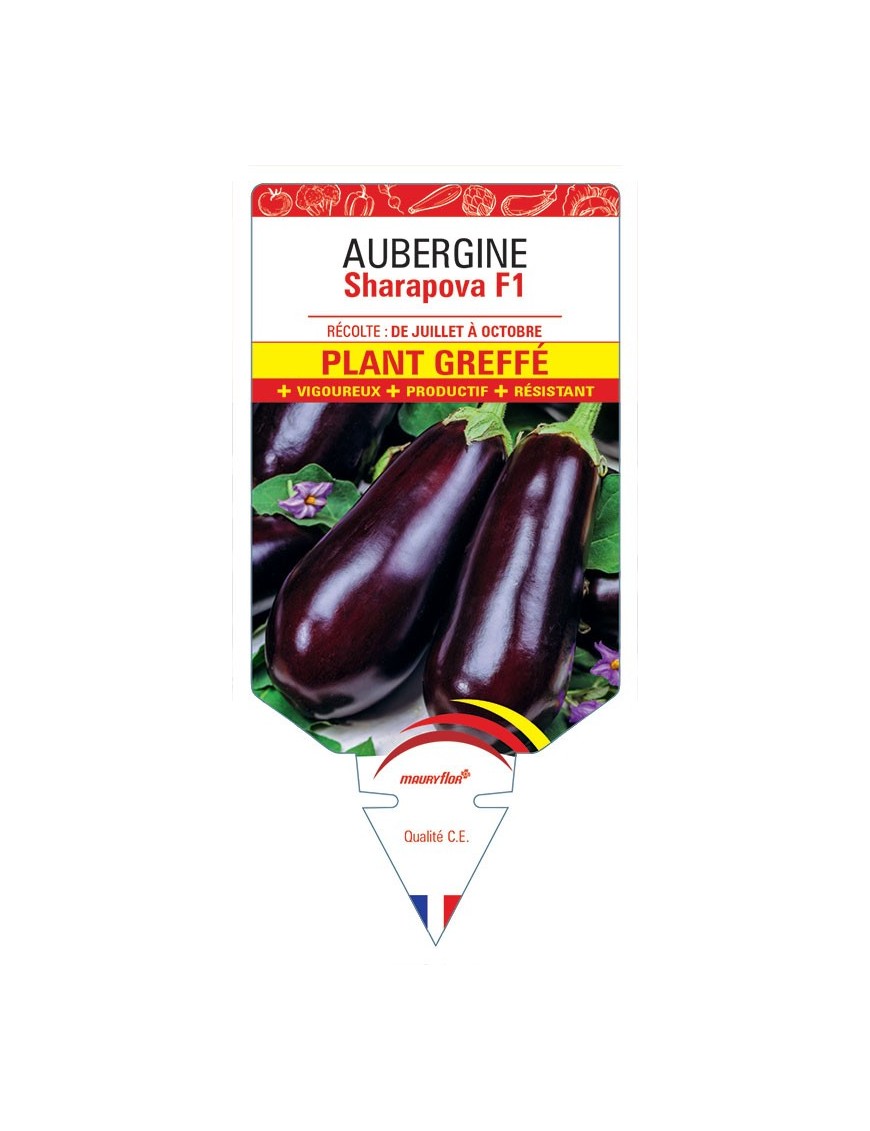 AUBERGINE SHARAPOVA F1 PLANT GREFFÉ