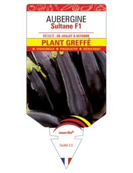 AUBERGINE SULTANE F1 PLANT GREFFÉ