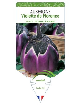AUBERGINE VIOLETTE DE FLORENCE