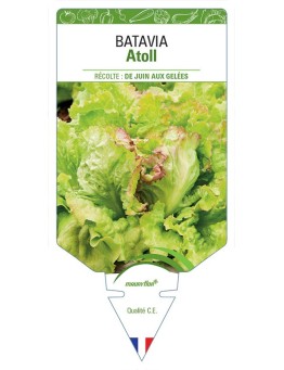 (LAITUE) BATAVIA ATOLL