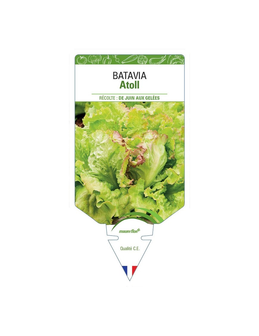 (LAITUE) BATAVIA ATOLL