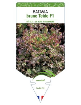 (LAITUE) BATAVIA BRUNE TEIDE F1