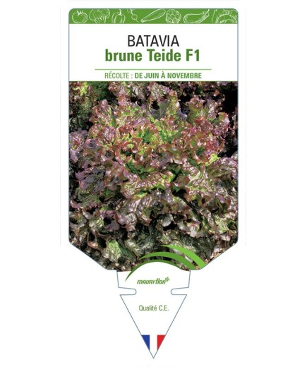 (LAITUE) BATAVIA BRUNE TEIDE F1